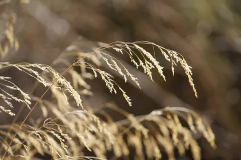نسب المصنف - غير تجاري 4.0 دولي (CC BY-NC 4.0)- i naturalist.