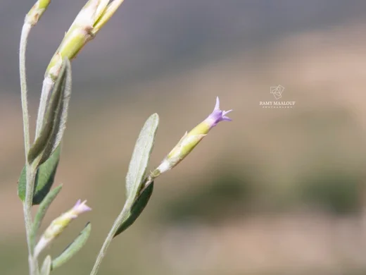 شردنية شرقية