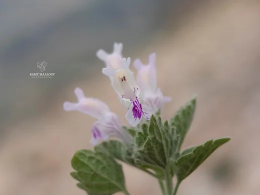 Lamium garganicum subsp. striatum