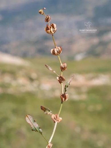 Rumex angustifolius subsp. libanoticus
