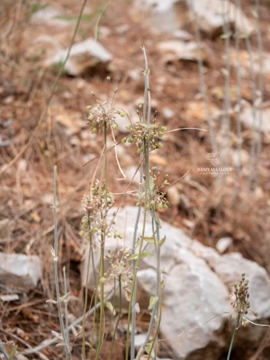 Allium sp. (Kornet Chehwan)