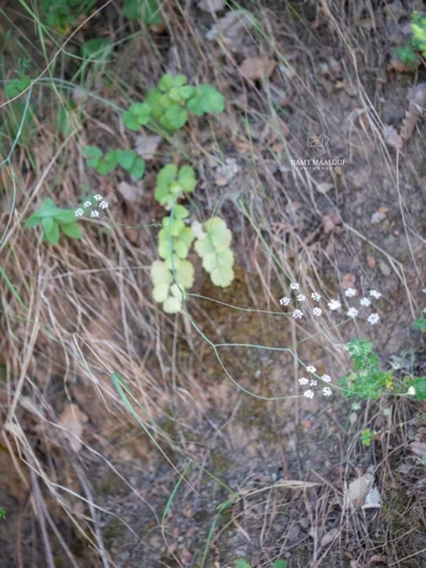 Pimpinella peregrina