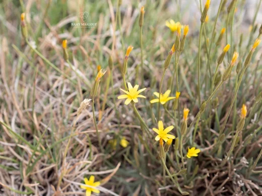 Gelasia rigida
