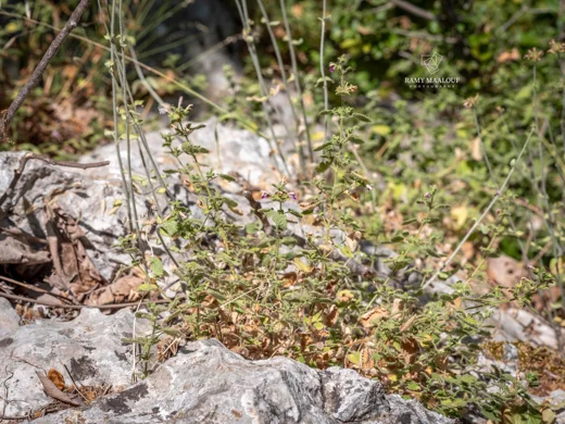 Ballota saxatilis subsp. saxatilis