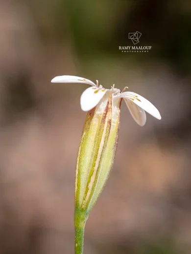 Dianthus pachygonus
