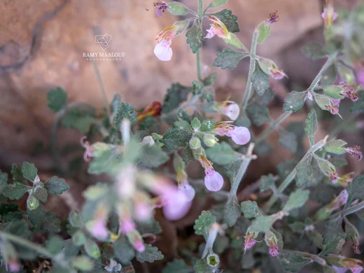 Teucrium divaricatum subsp. divaricatum