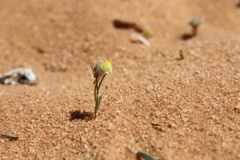 نسب المصنف - غير تجاري 4.0 دولي (CC BY-NC 4.0)- i naturalist.