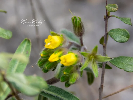 Onosma frutescens