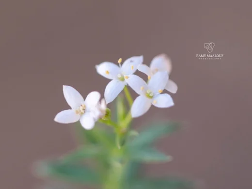 Galium pestalozzae