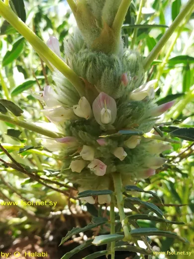 Astragalus oleifolius