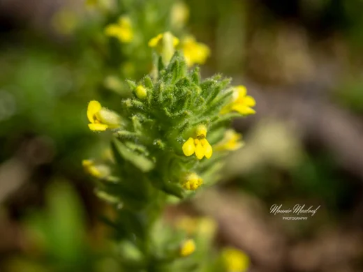 Parentucellia flaviflora