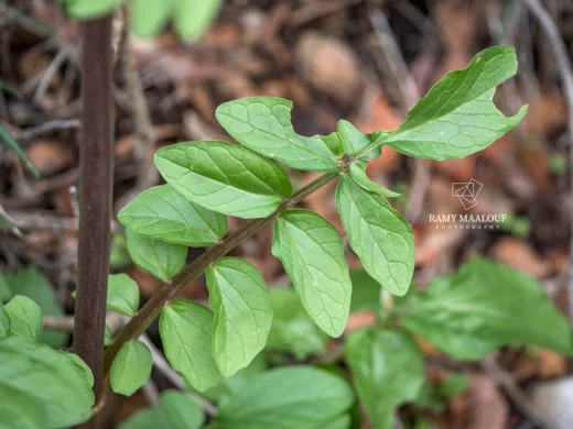 Valeriana italica