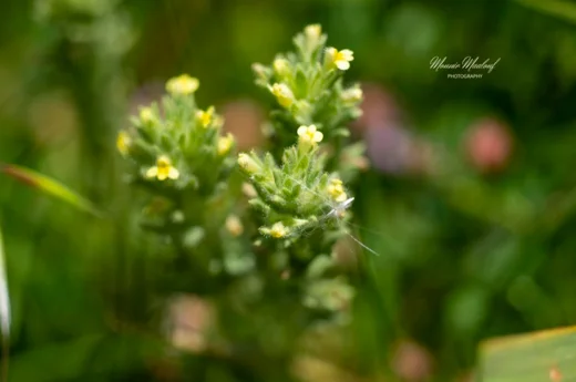 Parentucellia flaviflora