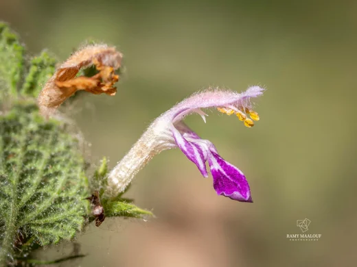 Ballota saxatilis subsp. saxatilis