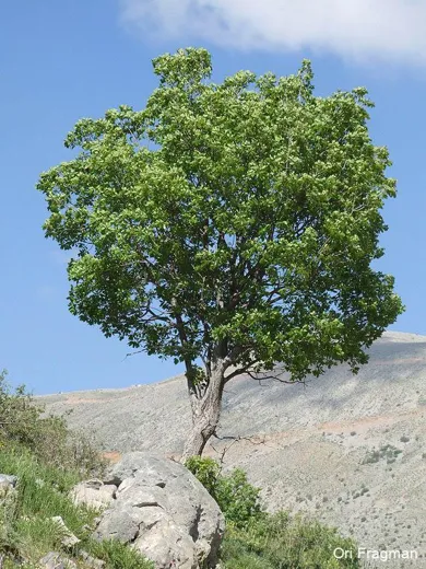 ملّول