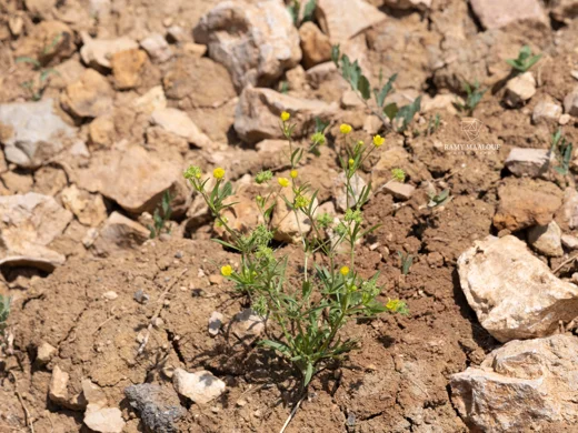 عشبة الباسور