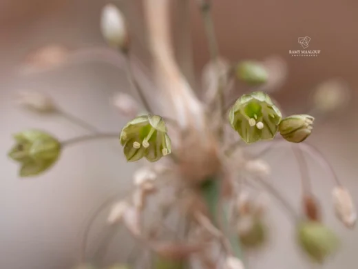 Allium sp. (Kornet Chehwan)