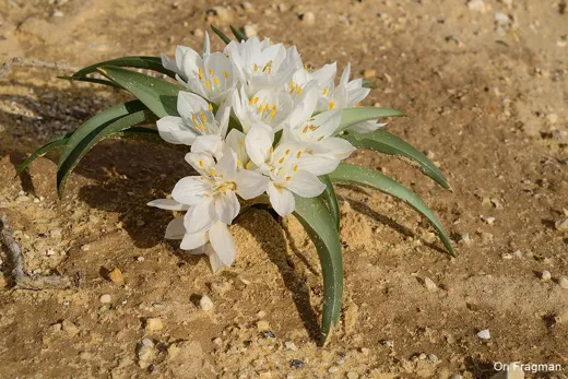 خميرة العطار