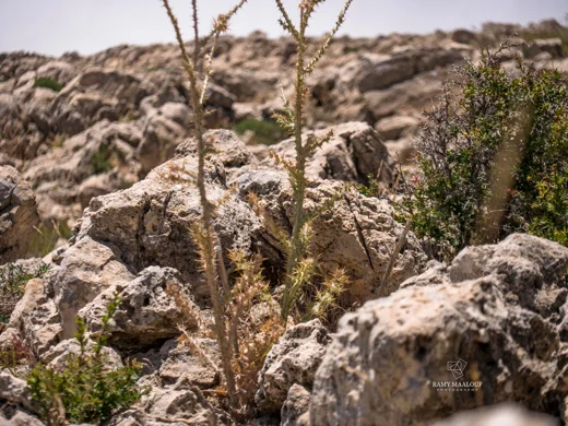 Onopordum floccosum