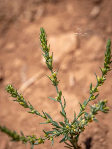 Thymelaea gussonei