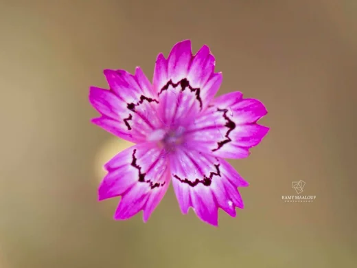 Dianthus strictus subsp. multipunctatus