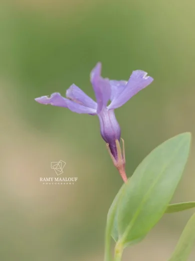 عشبة الفنكا