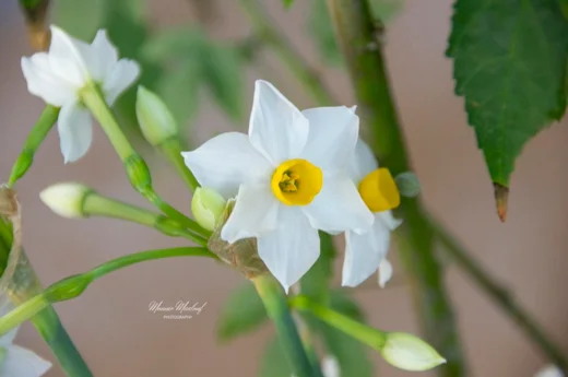 نرجس