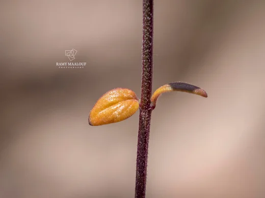 زوفا أصلية