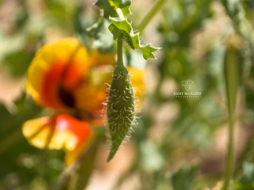 Glaucium leiocarpum