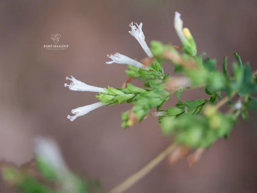 Origanum × barbarae
