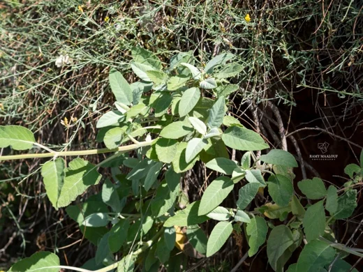 قصعين صخري.