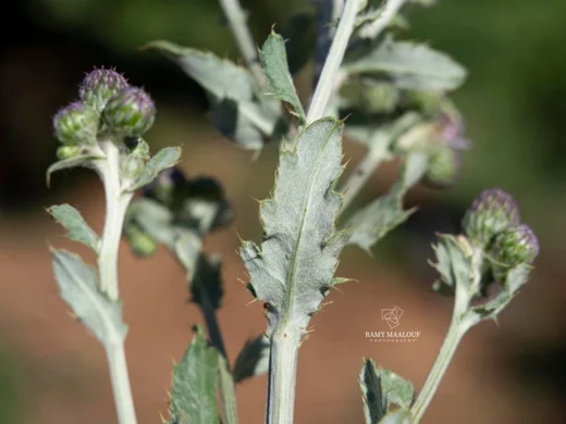 Cirsium creticum subsp. gaillardotii