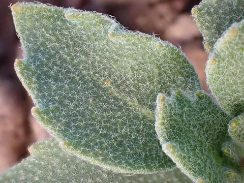 نسب المصنف - غير تجاري 4.0 دولي (CC BY-NC 4.0)- i naturalist.
