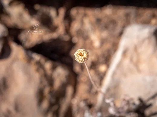 Anthemis pauciloba
