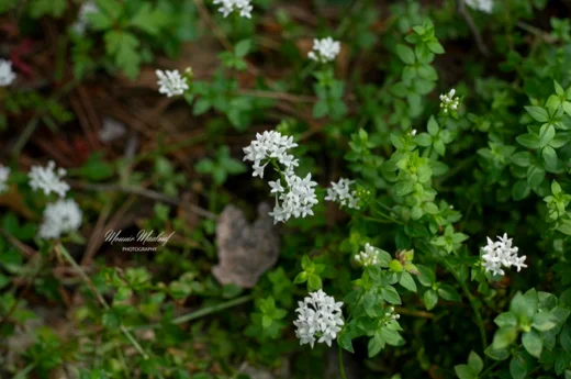 Asperula libanotica