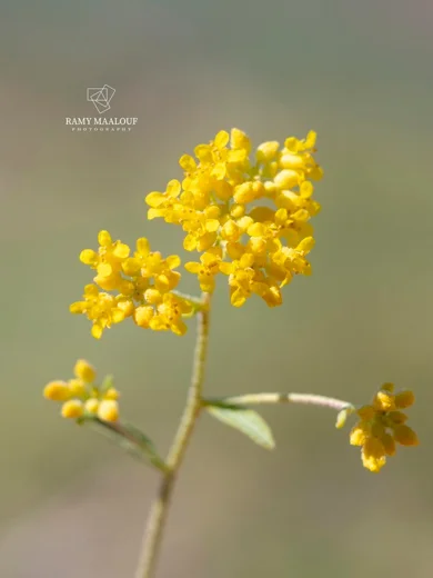 Odontarrhena muralis