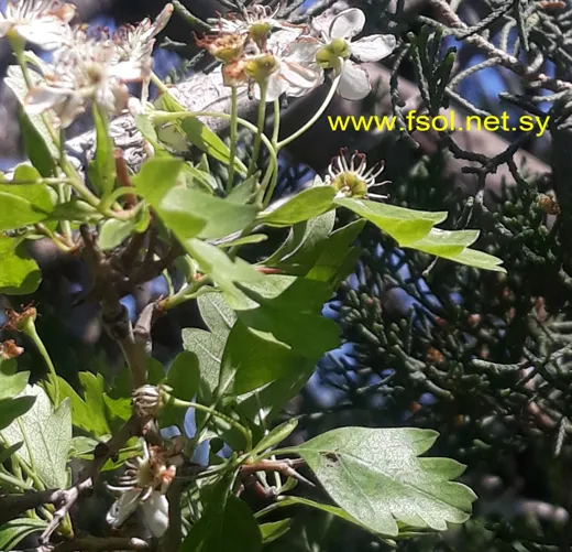زعرور أحادي المدقة