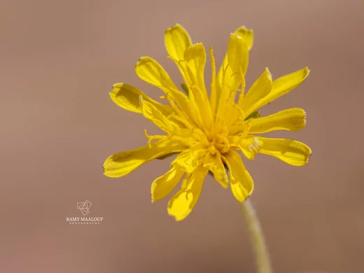 Taraxacum cf. bithynicum