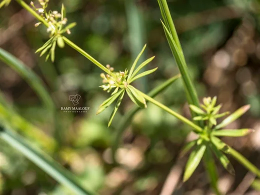 Galium libanoticum