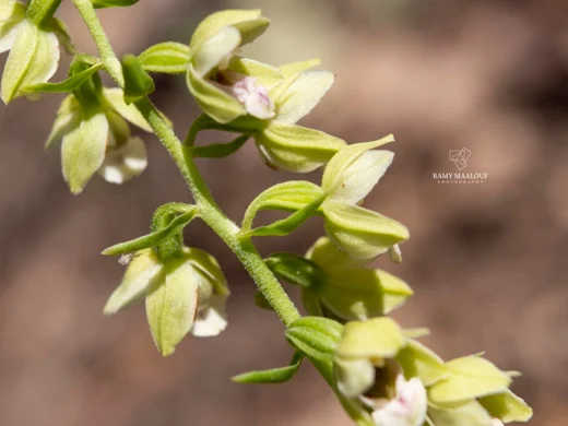 Epipactis helleborine subsp. tremolsii