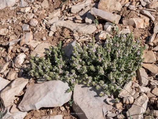 Veronica polifolia