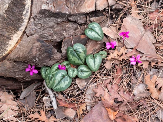Cyclamen coum