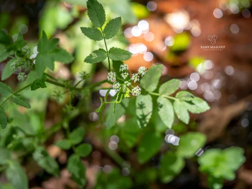 Helosciadium nodiflorum