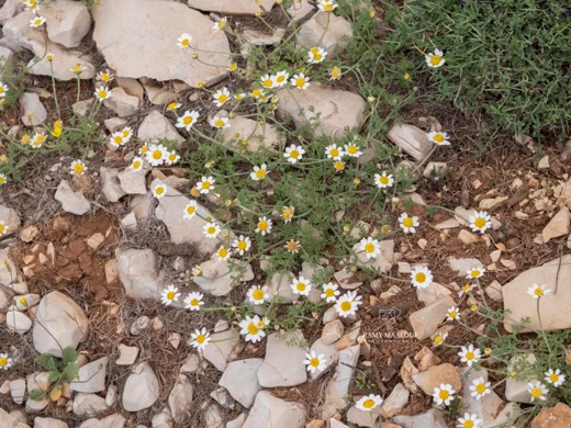 أربيان راشيا