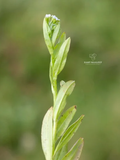 Myosotis laxa subsp. cespitosa