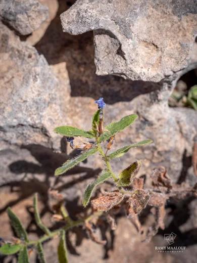 Alkanna prasinophylla