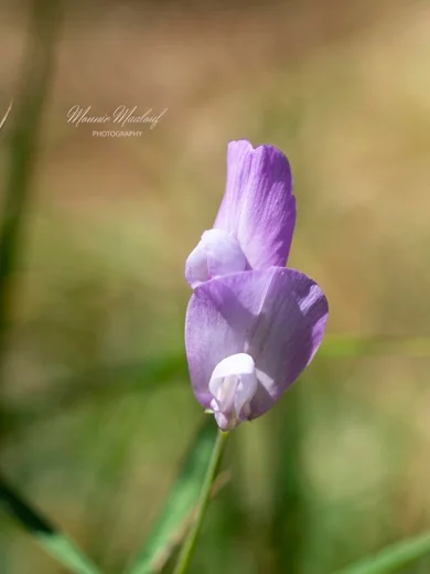 Lathyrus spathulatus