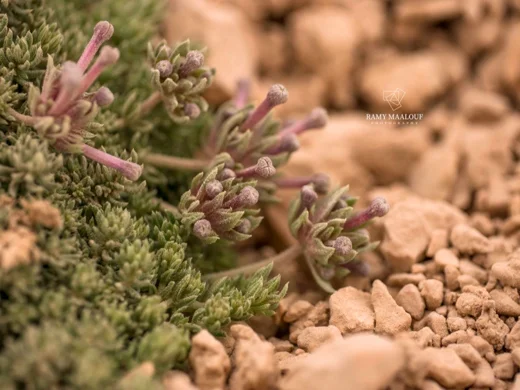 Asperula glomerata