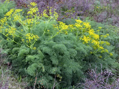 نسب المصنف - غير تجاري 4.0 دولي (CC BY-NC 4.0)- i naturalist.