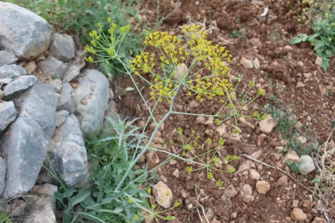 صورة عامة، شهر نيسان. هذه الصورة مرخصة تحت المشاع الاٍبداعي نسب المصنف - غير تجاري 4.0